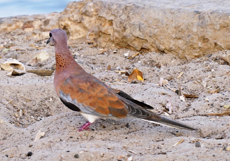 C94-9E. Synogarlica senegalska (Streptopelia senegalensis) (Przyroda - ptaki; Afryka-Senegal, Saint Louis). Autor: Stanis�aw Nowak, Pozna�. Na licencji Creative Commons {by-nc-sa}
