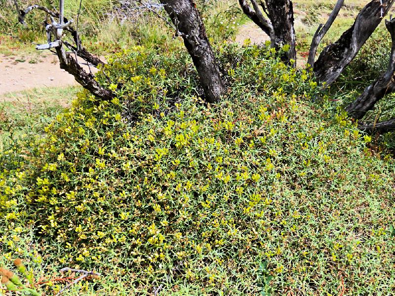 M1C-17. Trawa wowa (Mulium spinosum) (Przyroda - krzewy; Ameryka Pd.-Argentyna, El Chaltn). Autor: Stanisaw Nowak, Pozna. Na licencji Creative Commons {by-nc-sa}
